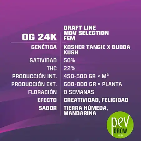 OG 24K caractéristiques - BSF Seeds