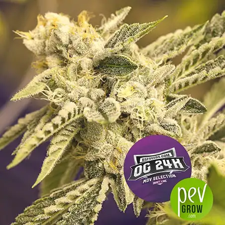 OG 24K - BSF Seeds