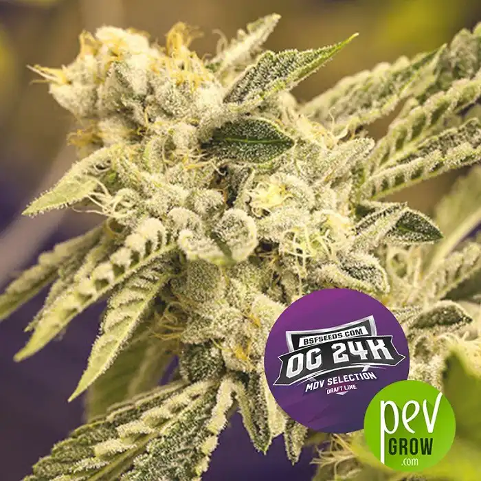 OG 24K - BSF Seeds