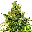 Lemon 18 - DNA Genetics Lemon 18 - DNA Genetics
