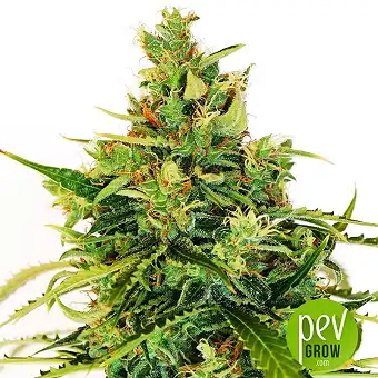 Lemon 18 - DNA Genetics