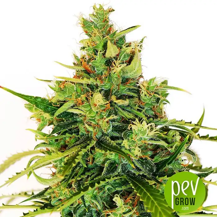 Lemon 18 - DNA Genetics