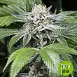 SSOG - DNA genetics