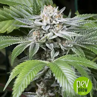 SSOG - DNA genetics