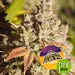 Gorilla Glue 4 - BSF Seeds