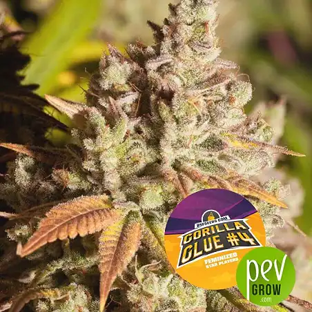 Gorilla Glue 4 - BSF Seeds