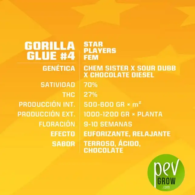 Gorilla Glue 4 characteristics - BSF Seeds