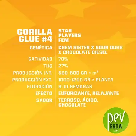 Gorilla Glue 4 caractéristiques - BSF Seeds