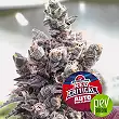 Red Critical Auto -BSF Seeds