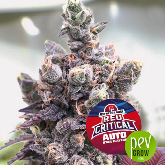 Red Critical Auto -BSF Seeds