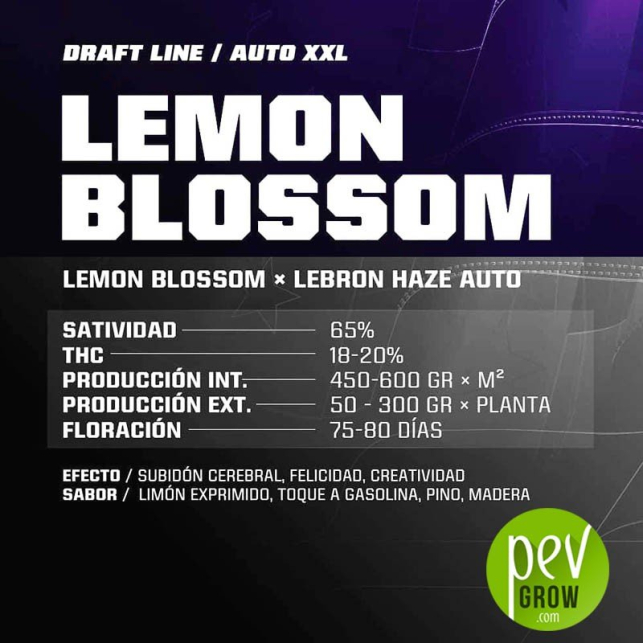 Lemon Blossom XXL Auto - BSF Seeds