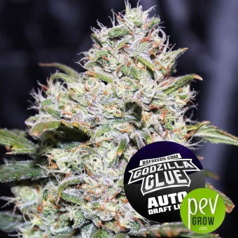 Auto Godzilla Glue - BSF Seeds