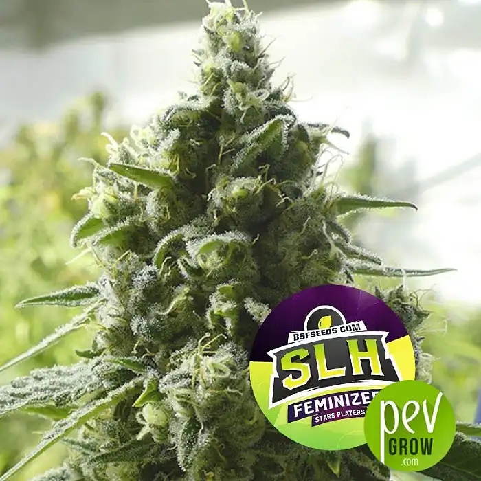 SLH - SBF Seeds - BSF Seeds