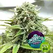 Moby-D - BSF Seeds