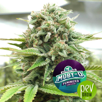 Moby-D BSF Seeds