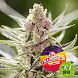 Rainbows - BSF Seeds