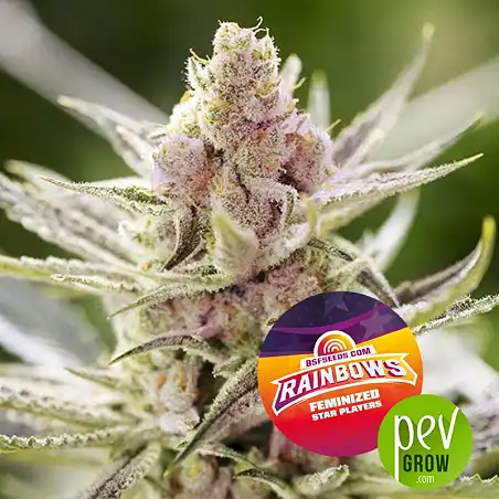 Rainbows - BSF Seeds