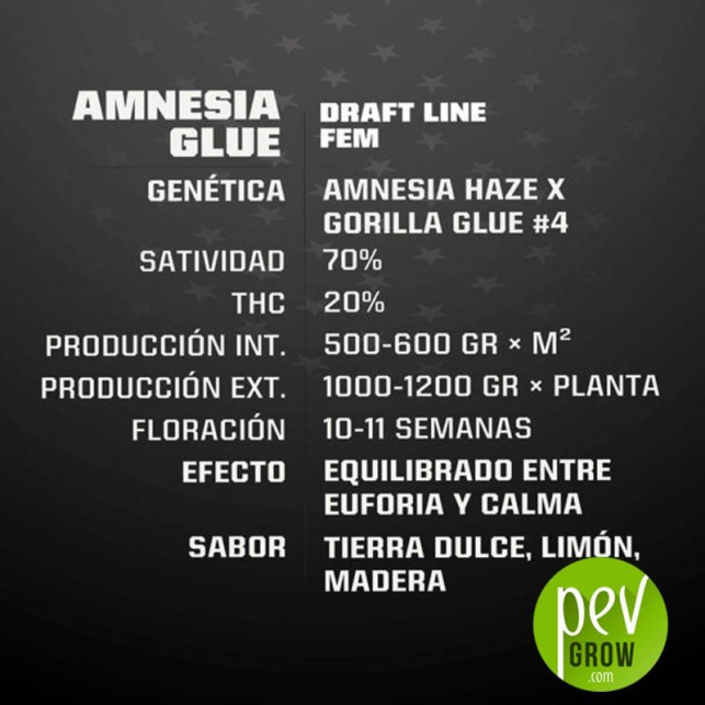 Amnesia Glue - BSF Seeds