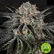 Wonder Pie - Green House Seeds Wonder Pie - Green House Seeds