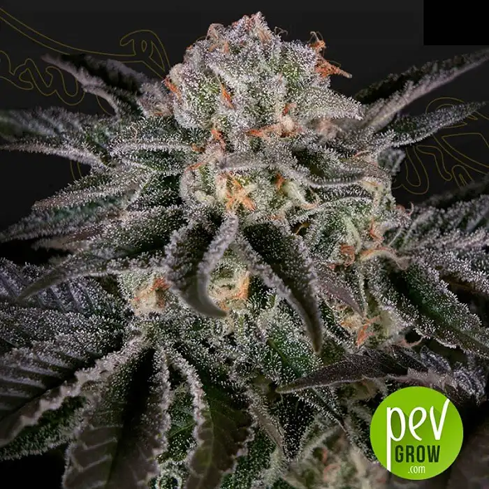 Wonder Pie - Green House Seeds