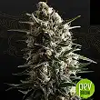 Bubba Slush - Green House Seeds