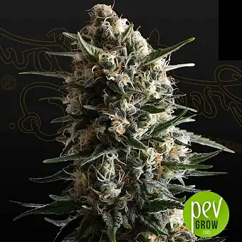Bubba Slush - Green House Seeds