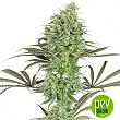 Banana Krumble - Green House Seeds Banana Krumble - Green House Seeds
