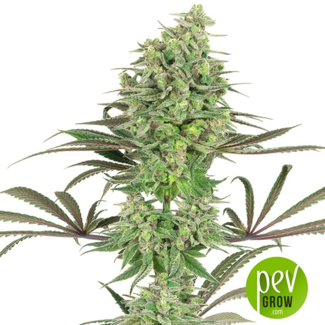 Banana Krumble de Green House Seeds Potente y deliciosa