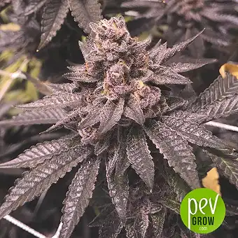 Mr Tropicanna Hide - Mr Hide Seeds