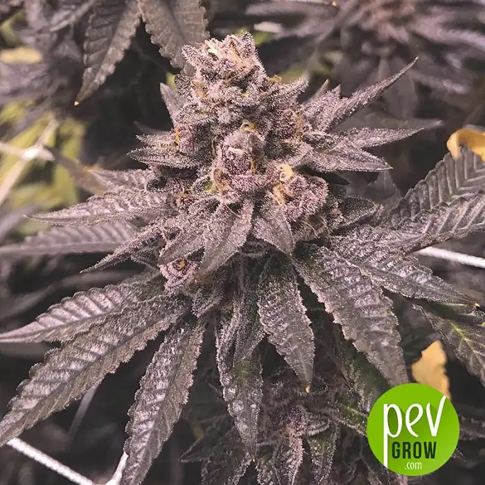 Mr Tropicanna Hide - Mr Hide Seeds