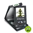 Blue Bullet Auto - Sensi Seeds
