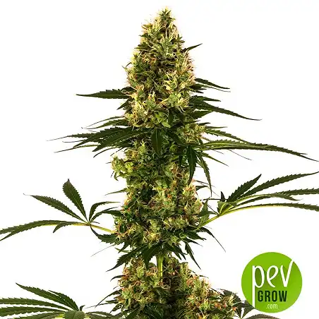 Blue Bullet Auto plant - Sensi Seeds
