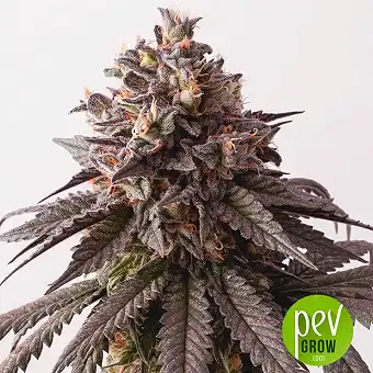 Mr Gelato Ice - Mr Hide Seeds