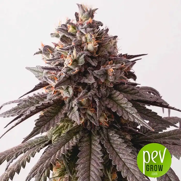 Mr Gelato Ice - Mr Hide Seeds