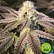 Auto Tripin 25 - Mr Hide Seeds