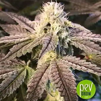 Auto Tripin 25 - Mr Hide Seeds