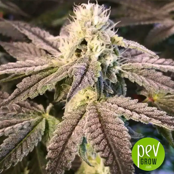 Auto Tripin 25 - Mr Hide Seeds