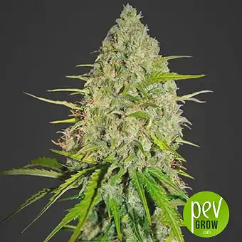 Auto Gorilla Cream - Mr Hide Seeds