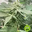 Melon Vader - TH Seeds