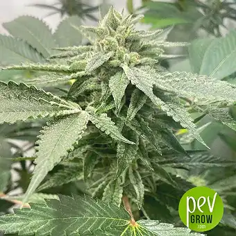 Melon Vader - TH Seeds