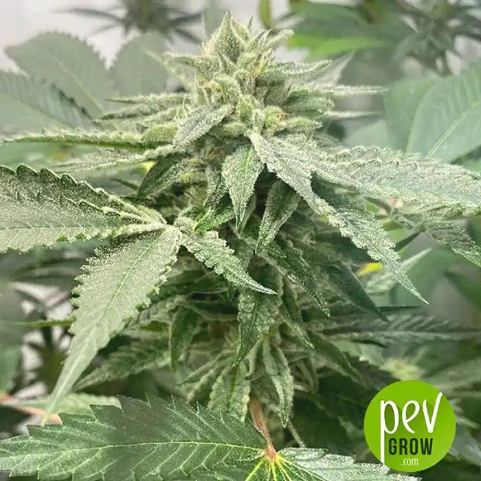 Melon Vader - TH Seeds