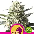 Lemon Shining Silver Haze - Royal Queen Seeds