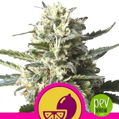 Lemon Shining Silver Haze - Royal Queen Seeds