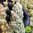 Lemon Shining Silver Haze bud - Royal Queen Seeds
