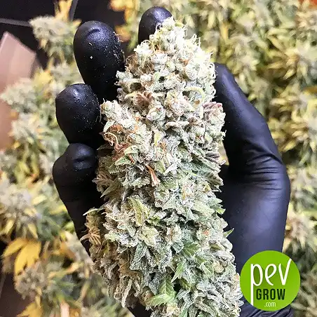 Lemon Shining Silver Haze bud - Royal Queen Seeds