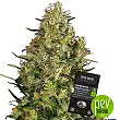 Mandarine Punch Auto - Sensi Seeds Mandarine Punch Auto - Sensi Seeds