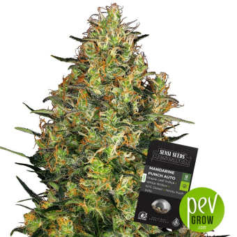 Mandarine Punch Auto - Sensi Seeds