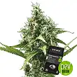 Sensi Amnesia Auto - Sensi Seeds