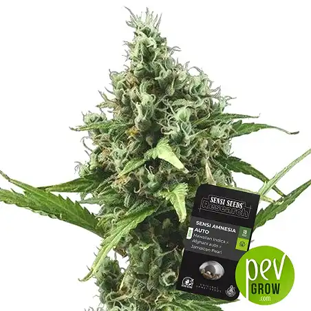 Sensi Amnesia Auto - Sensi Seeds