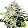 Black Lights CBD Auto - Sensi Seeds Black Lights CBD Auto - Sensi Seeds